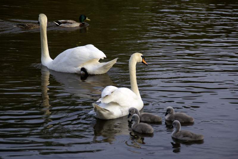 Schwaene auf der Sauer Bild Nr.060